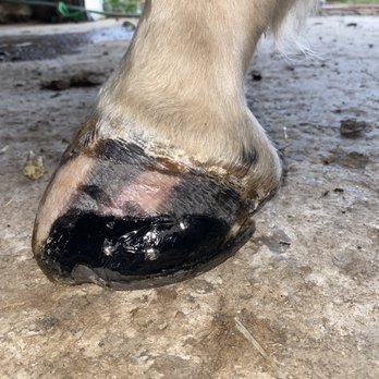 Shirks Shoeing - Hoof wall rebuilding with the use of adhesives! - Farriers Near Me Shirks Shoeing - Hoof wall rebuilding with the use of adhesives! - Farriers Near Me