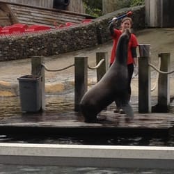 Sea Life - Fütterung der Serhunde