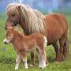 Poney Club de Sucy