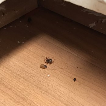 Keillor's Pest Solutions - Literally only took a day to work!! - Pest Control Near Me Keillor's Pest Solutions - Literally only took a day to work!! - Pest Control Near Me