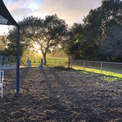 Aptos Dog Park - Almost always an awesome good time at Polo Grounds Dog Park.