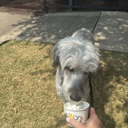 Pup cup Pup cup