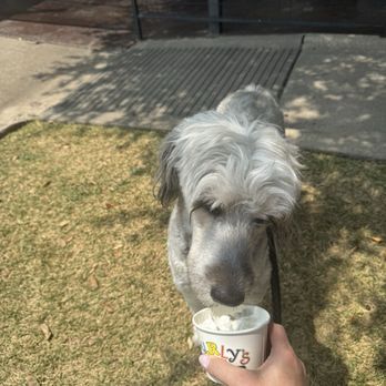 Curly's Frozen Custard - Pup cup - Ice Cream & Frozen Yogurt Near Me - Fort Worth, Texas Curly's Frozen Custard - Pup cup - Ice Cream & Frozen Yogurt Near Me - Fort Worth, Texas