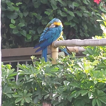 Humphreys Half Moon Inn - Sweet birds - San Diego, CA