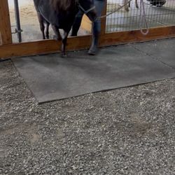Little Animal Farm - The 2 miniature horses we got to pet and brush