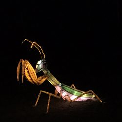 Chinese Lantern Festival - Mantis