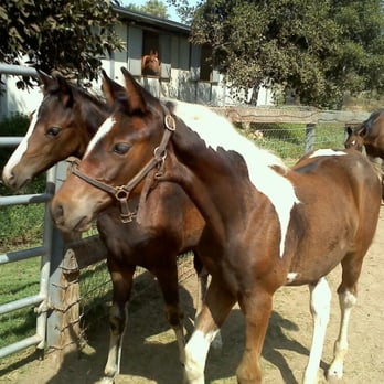 Miller Equestrian Services - The yearlings! - Horseback Riding Near Me - Escondido, California