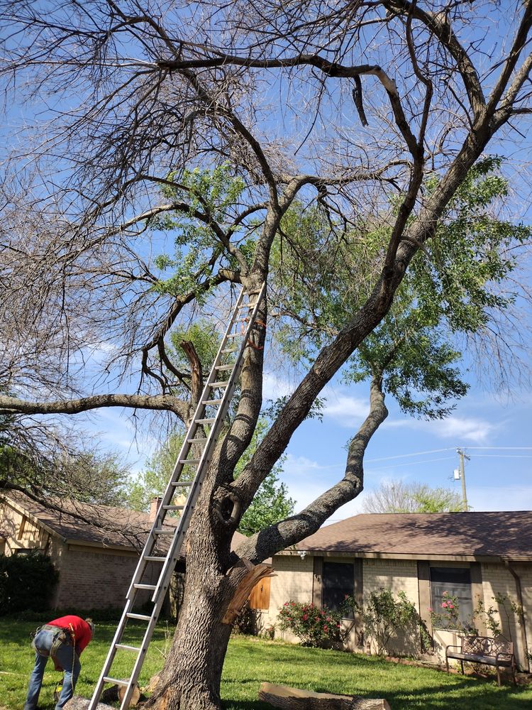 WE DO IT ALL TREE TRIMMING AND REMOVAL Updated October 2024 Lake