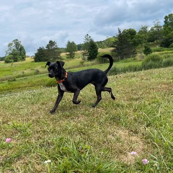 Canine Country Quarters - Frolicking - Pet Boarding Near Me - Starrucca, Pennsylvania Canine Country Quarters - Frolicking - Pet Boarding Near Me - Starrucca, Pennsylvania