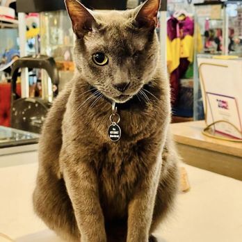 Long Beach Vintage ETC - Cutest shop cat ever! - Antiques Near Me - Long Beach, California Long Beach Vintage ETC - Cutest shop cat ever! - Antiques Near Me - Long Beach, California