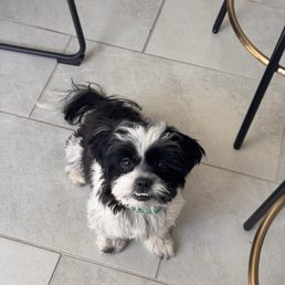 Doggy haircut Doggy haircut