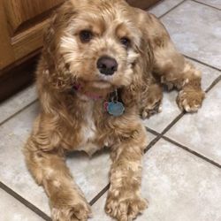 Nabers Fred F III DVM - Bella loves Dr. Fred!