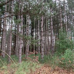Winamac Fish & Wildlife Area - The location is heavily wooded with access swaths cut in strategic locations.