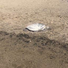 Green turtle Green turtle
