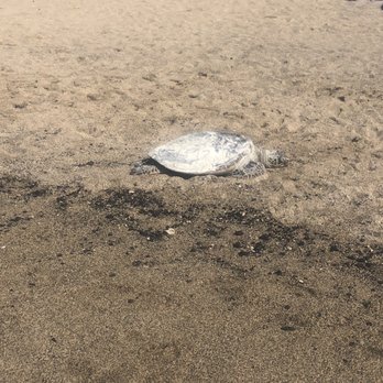 Anaehoomalu Bay - Green turtle - Beaches Near Me - Waikoloa, Hawaii Anaehoomalu Bay - Green turtle - Beaches Near Me - Waikoloa, Hawaii