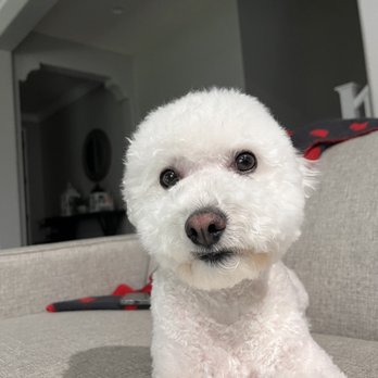Sarah Pet grooming  - Pet Groomers Near Me - Riverside, California