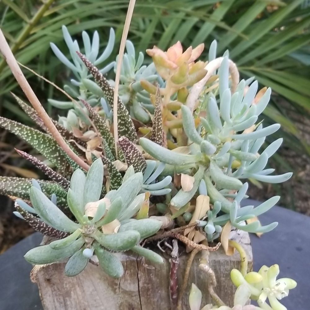 Caravan Outpost - So many gorgeous plants on the property - Hotels Near Me - Ojai, California