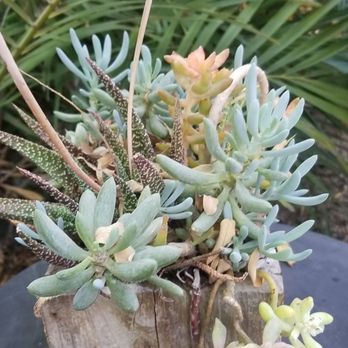 Caravan Outpost - So many gorgeous plants on the property - Hotels Near Me - Ojai, California Caravan Outpost - So many gorgeous plants on the property - Hotels Near Me - Ojai, California