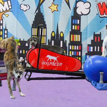 Seeonee SuperDogs - Pet Boarding Near Me