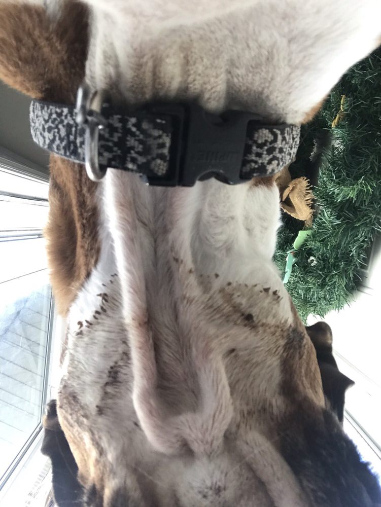 WOOF & TAILS LODGE 65 Photos & 46 Reviews Pet Groomers 4260