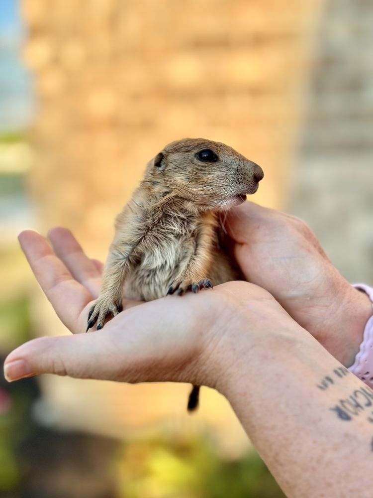 PARKTON ANIMAL OASIS Updated September 2024 1585 Armory Rd, Parkton