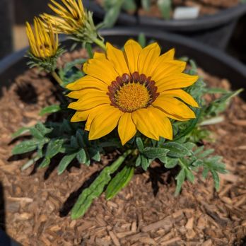 French Valley Nursery - Wow - Nurseries & Gardening Near Me - Winchester, California