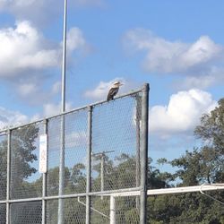 Ted Horwood Reserve - Kookaburra
