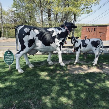 The Sacred Cow - Ice Cream & Frozen Yogurt Near Me - East Providence, Rhode Island