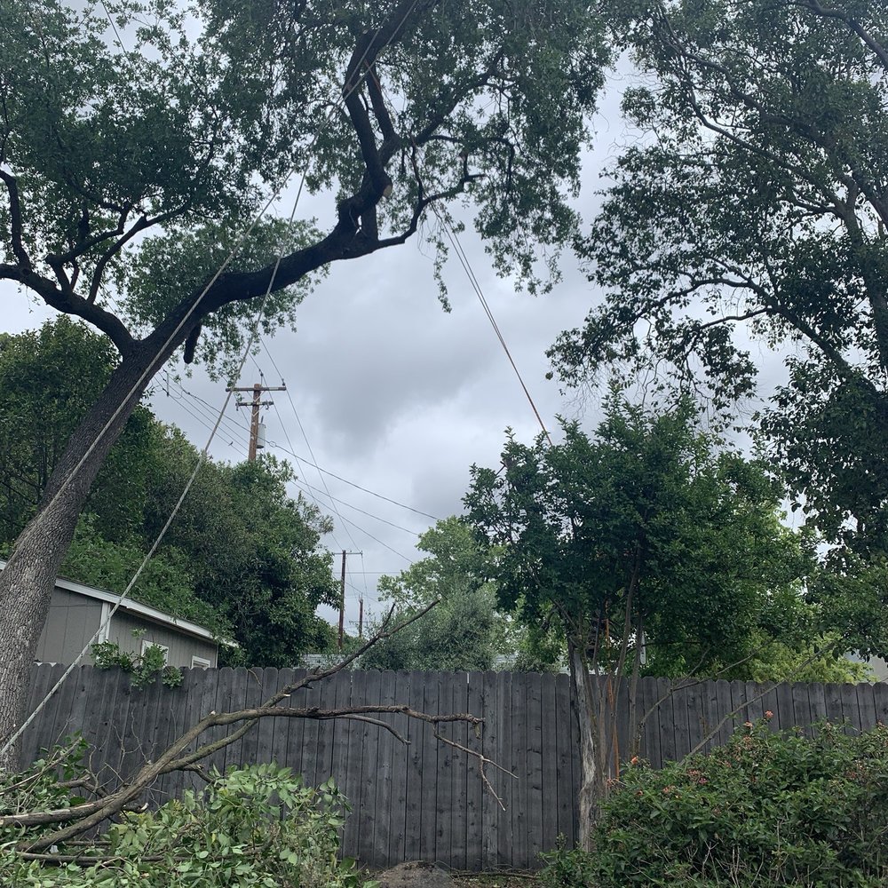 Trees R US - Trimming the Oak Tree - Tree Services Near Me Trees R US - Trimming the Oak Tree - Tree Services Near Me