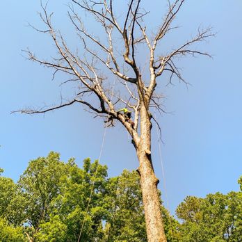 Hernandez Tree Services - Tree Services Near Me - Norcross, Georgia