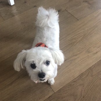 4 Pups Pet Grooming - Pet Groomers Near Me - Hermosa Beach, California