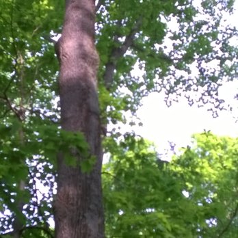 Burkhart Creek County Park - bird houses added to the trees - Parks Near Me - Paragon, Indiana