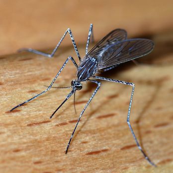 The Holland Pest Control Pros - Pest Control Near Me - Holland, Michigan The Holland Pest Control Pros - Pest Control Near Me - Holland, Michigan