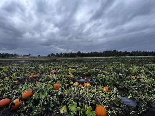 Well Rooted Farms by null