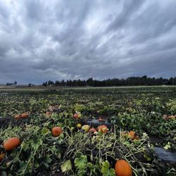 Well Rooted Produce & U Pick