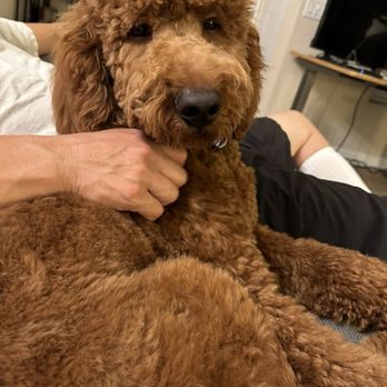 Alamitos Animal Hospital - Veterinarians Near Me - Westminster, California