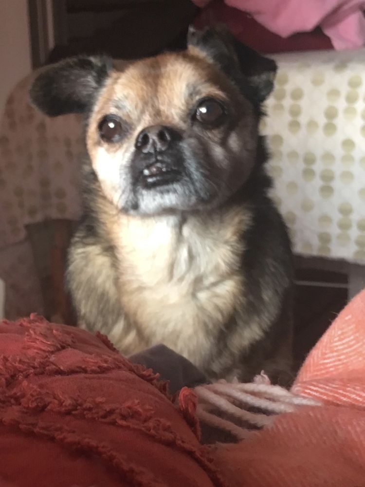 ALISAL PET CLINIC 76 Reviews 5480 Sunol Blvd, Pleasanton