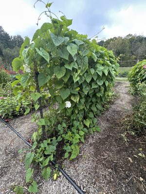 Seed Savers Exchange by null