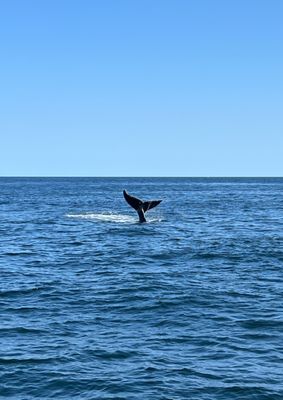 Hyannis Whale Watcher Cruises by null