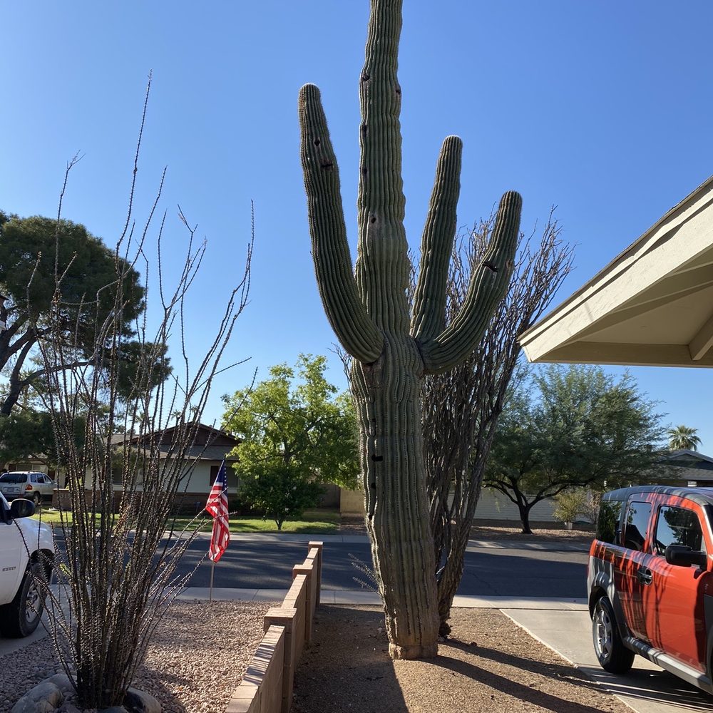 Saguaro Cactus