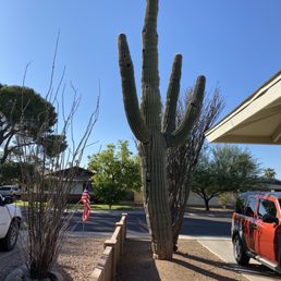Saguaro Cactus