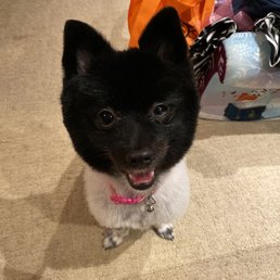 This one is AFTER her groomers appointment. Can you see the difference with her left eye. This one is AFTER her groomers appointment. Can you see the difference with her left eye.