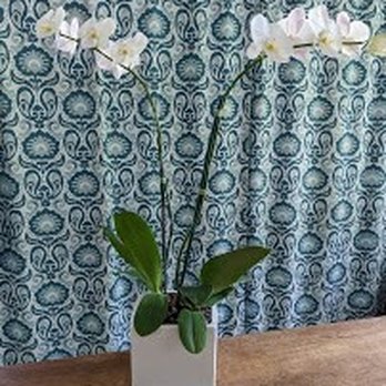 Love Letter Weddings - beautiful double stem orchid in ceramic pot - Wedding Planning Near Me - Honolulu, Hawaii Love Letter Weddings - beautiful double stem orchid in ceramic pot - Wedding Planning Near Me - Honolulu, Hawaii