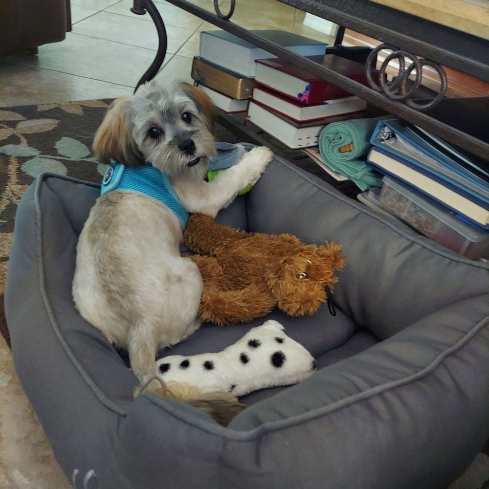 A Forever Home Animal Rescue - This beautiful baby is Marley! - Pet Services Near Me - Eustis, Florida