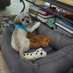 A Forever Home Animal Rescue - This beautiful baby is Marley!