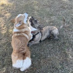 Hound Mound Dog Park - Buddy playing with friends!