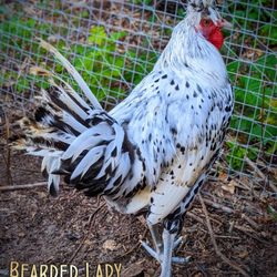 Bearded Lady Farms
