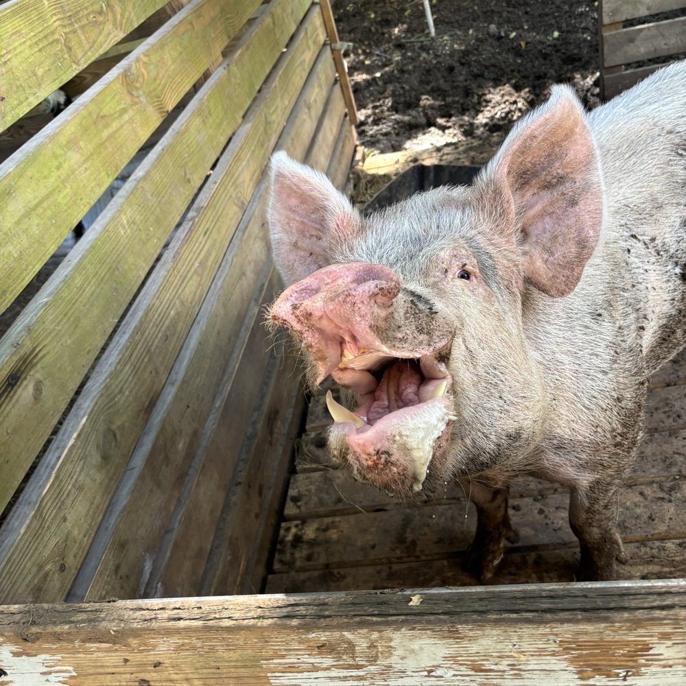 ​Happi Farm - Community Service/Non-Profit Near Me - Davie, Florida