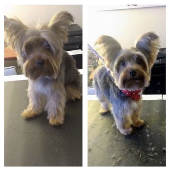 Furry Critters Salon Mobile - Before and After- Chewie - Pet Groomers Near Me Furry Critters Salon Mobile - Before and After- Chewie - Pet Groomers Near Me