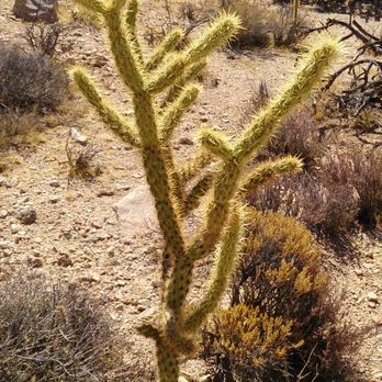 Mojave National Preserve - Parks Near Me - Kelso, California